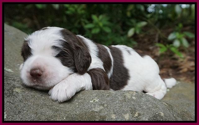London Tucker pups 2 wk old 251