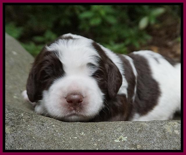 London Tucker pups 2 wk old 261