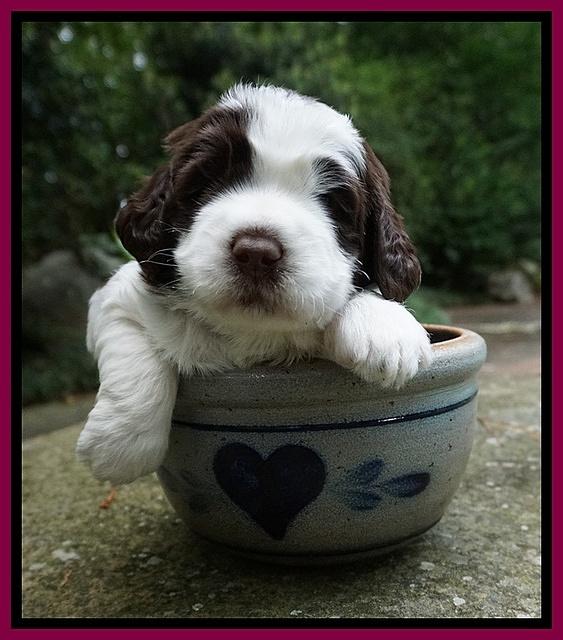 London Tucker pups 3 wk old 261