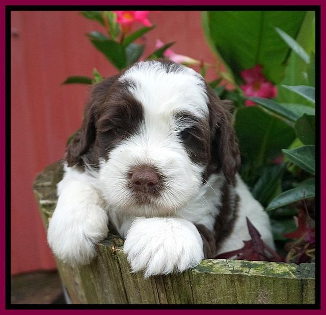 London Tucker pups 4 wk old 271