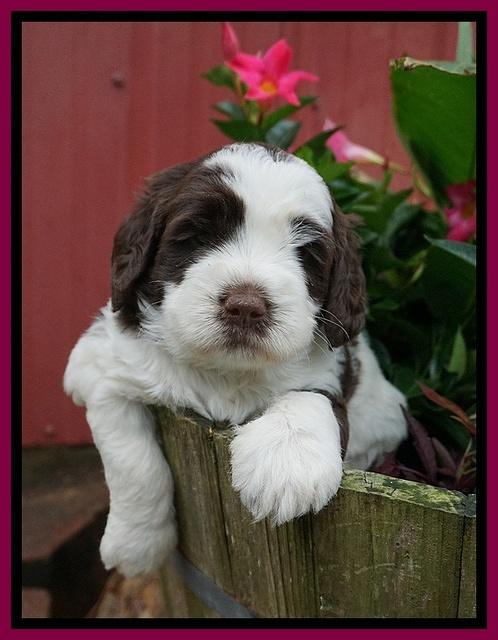 London Tucker pups 4 wk old 281