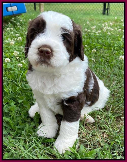 London Tucker pups 4 wk old 371