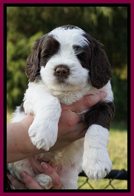 London Tucker pups 5 wk old 401