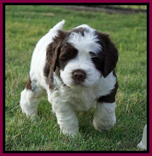 London Tucker pups 5 wk old 411