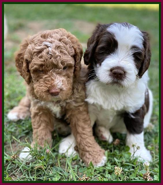 London Tucker pups 5 wk old 431