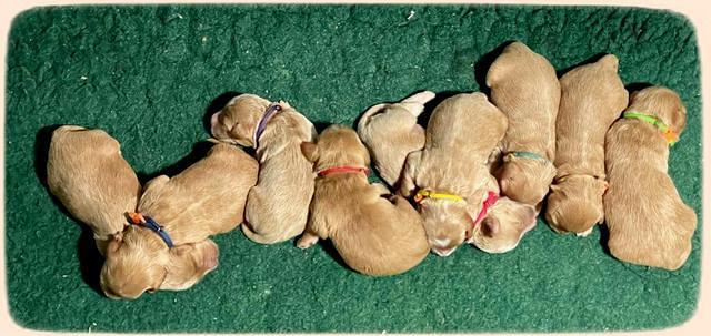 Millie Rebel pups 1 wk old 221