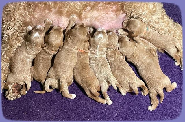 Millie Rebel pups 2 weeks old 321