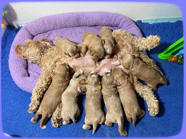 Millie Rebel pups 3 weeks old 441