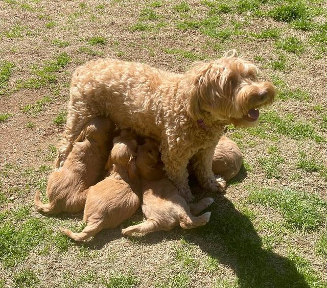 Millie Rebel pups 6 weeks old 501