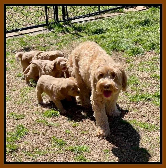 Millie Rebel pups 6 weeks old 521