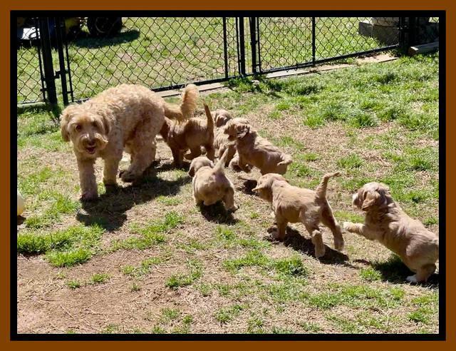 Millie Rebel pups 6 weeks old 531