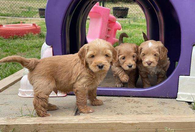 Millie Rebel pups 6 weeks old 541