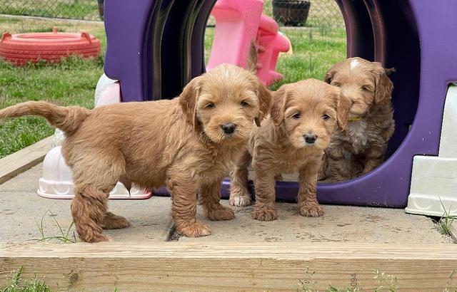 Millie Rebel pups 6 weeks old 551