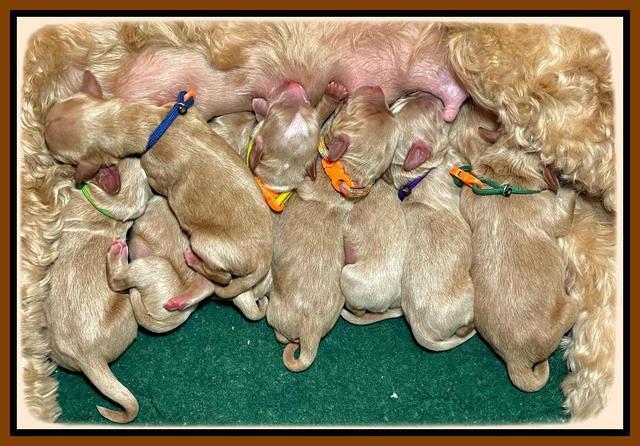 Newborn group 1 Millie Reble