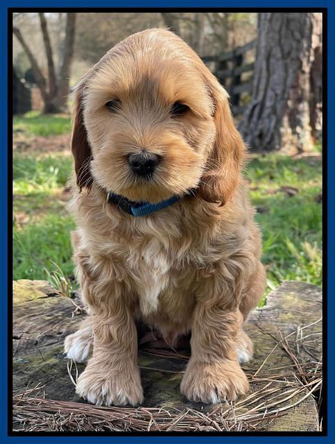 Millie REbel 7 week pics 11