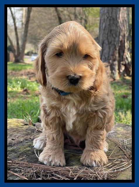 Millie REbel 7 week pics 31