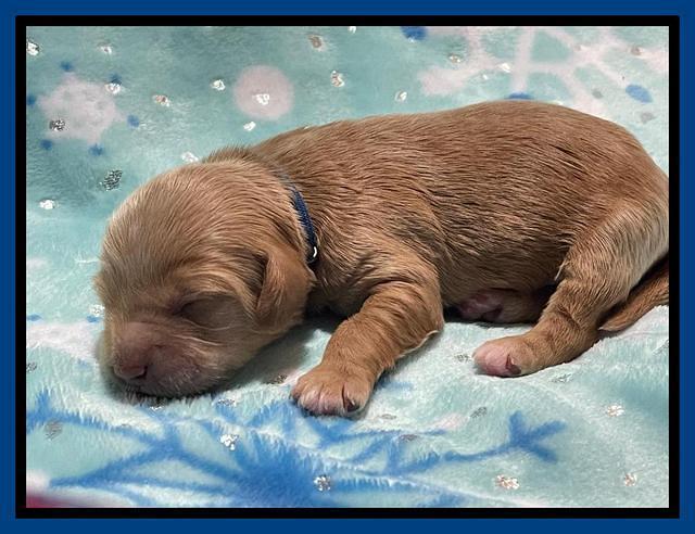 Millie Rebel pups 1 wk old 21