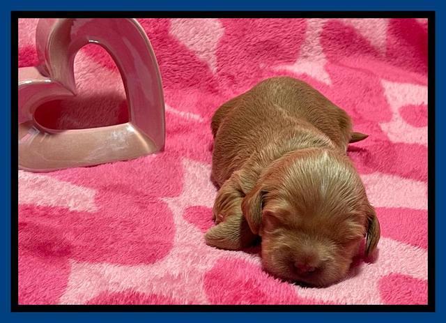 Millie Rebel pups 2 weeks old 21