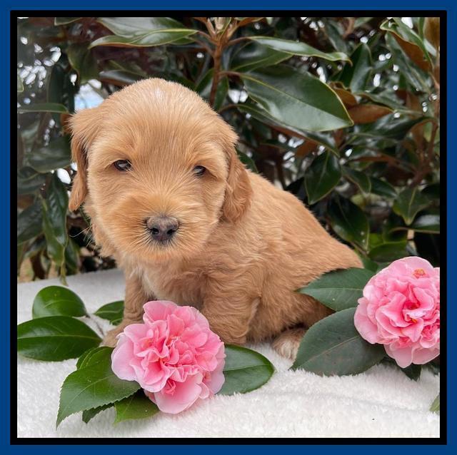 Millie Rebel pups 5 weeks old 11