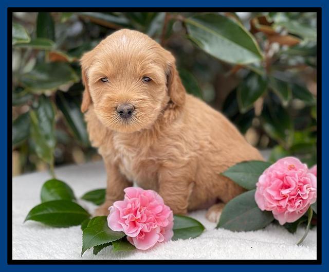 Millie Rebel pups 5 weeks old 41