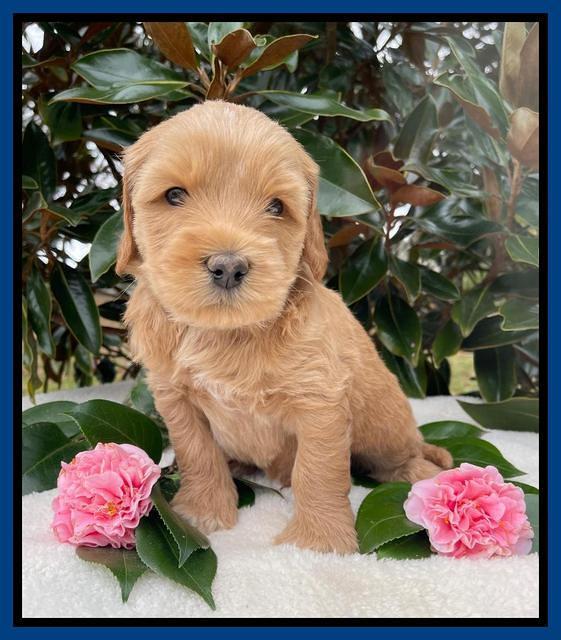 Millie Rebel pups 5 weeks old 61