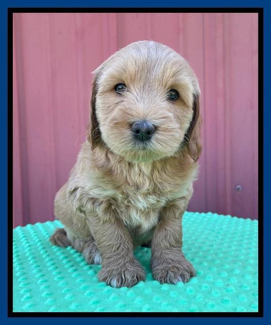 Millie Rebel pups 6 weeks old 31