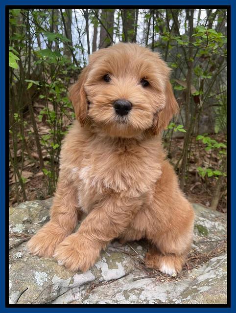 Millie Rebel pups 8 wks old 1 300