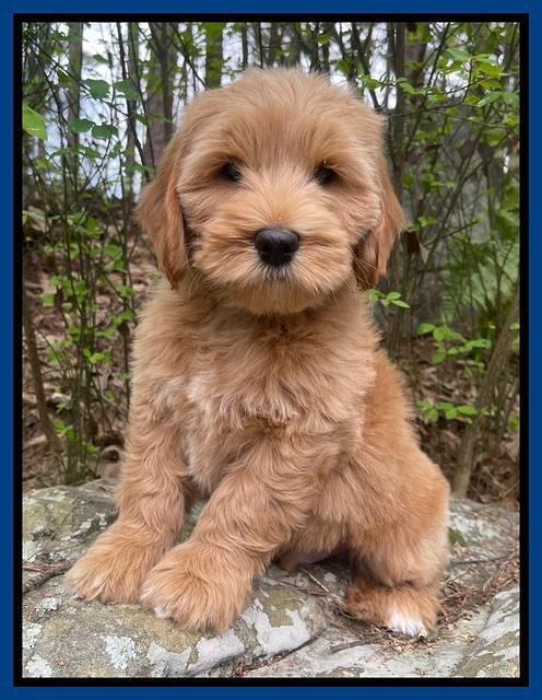 Millie Rebel pups 8 wks old 5 300