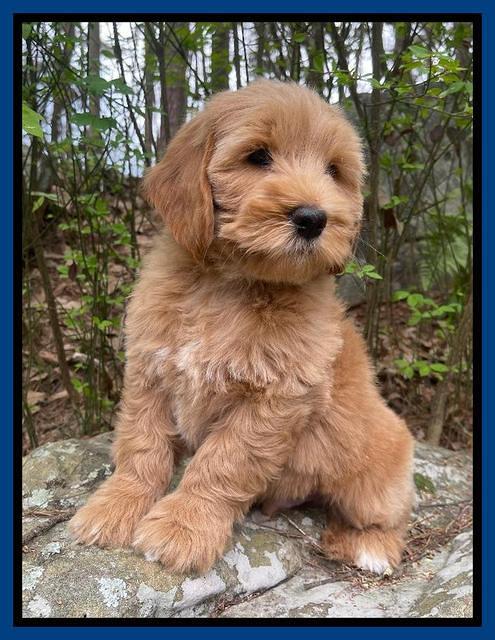 Millie Rebel pups 8 wks old 6 300