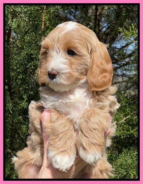 Millie REbel 7 week pics 71