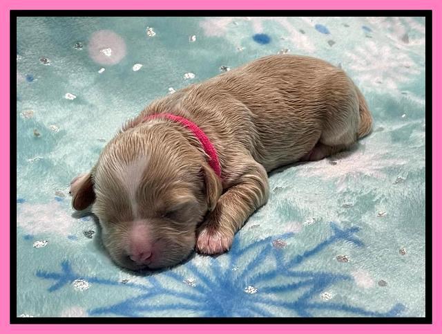 Millie Rebel pups 1 wk old 41