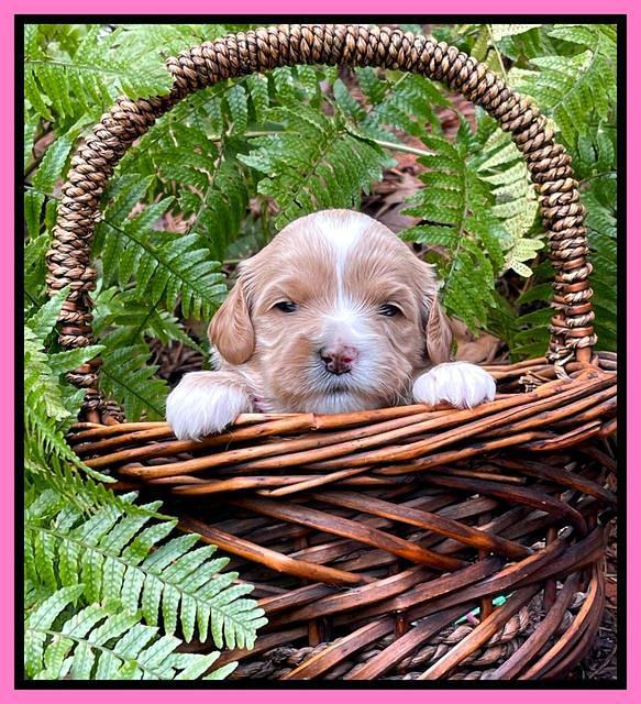 Millie Rebel pups 3 weeks old 121