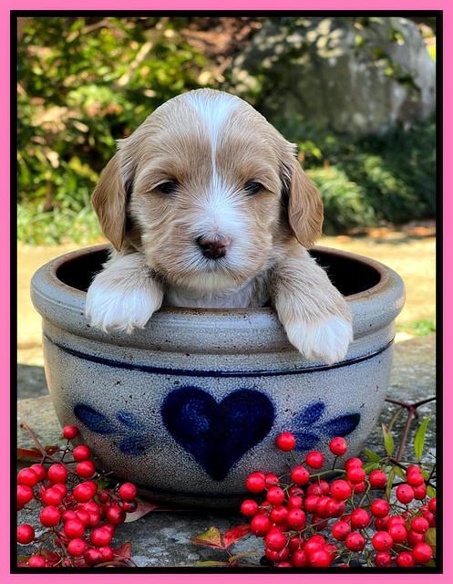 Millie Rebel pups 4 weeks old 71