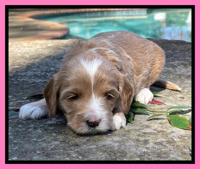 Millie Rebel pups 4 weeks old 81