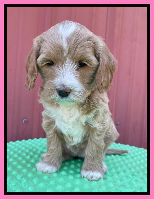 Millie Rebel pups 6 weeks old 91