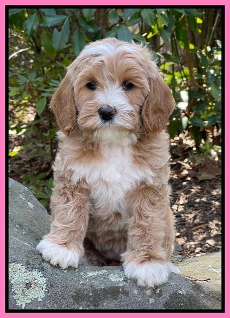 Millie Rebels pups 8 weeks old 101