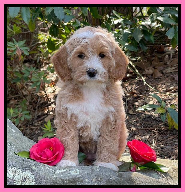 Millie Rebels pups 8 weeks old 111