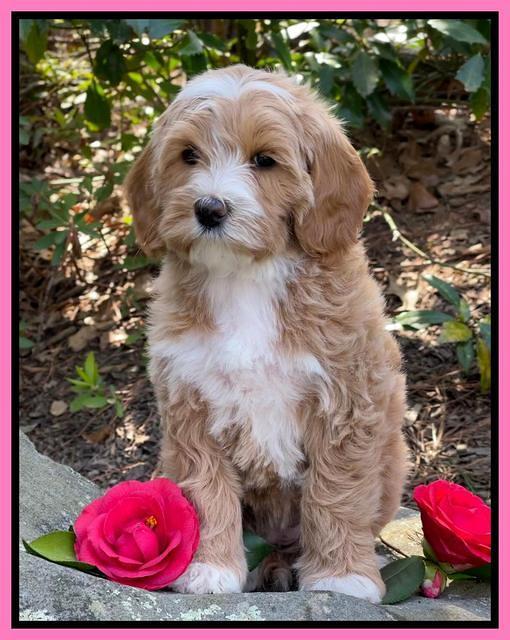 Millie Rebels pups 8 weeks old 121