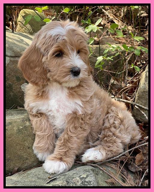 Millie Rebels pups 8 weeks old 71