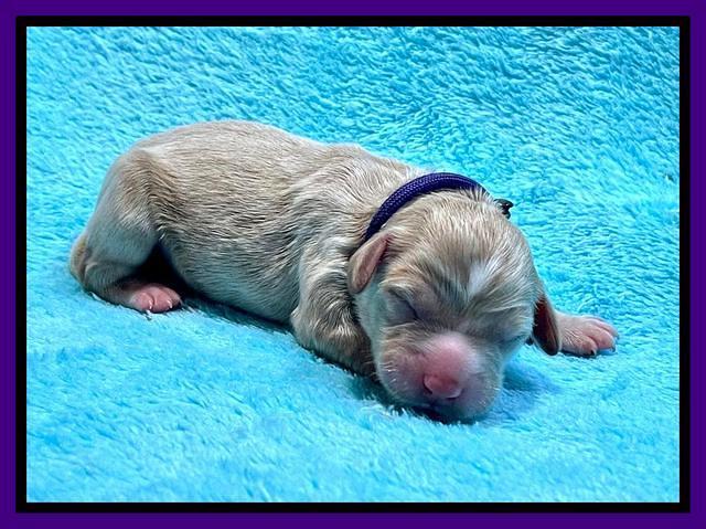 Millie Newborn puppies 41