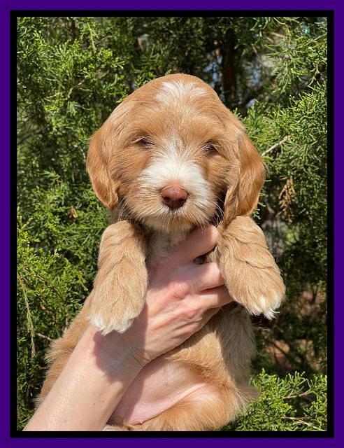 Millie REbel 7 week pics 111