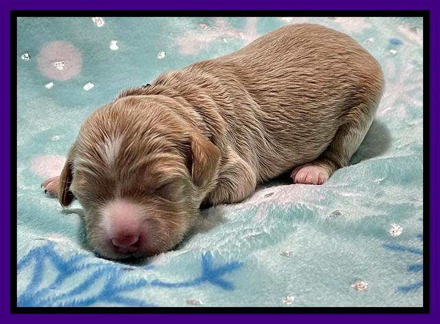 Millie Rebel pups 1 wk old 51