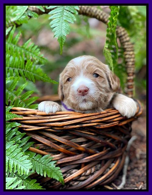 Millie Rebel pups 3 weeks old 131