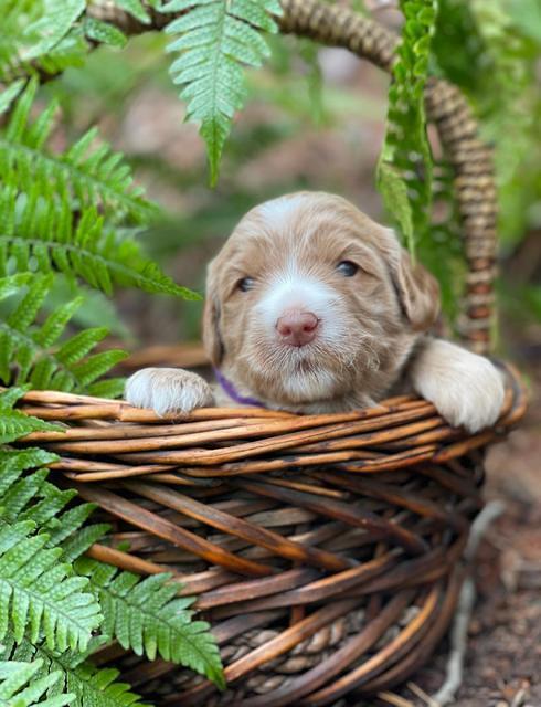 Millie Rebel pups 3 weeks old 131