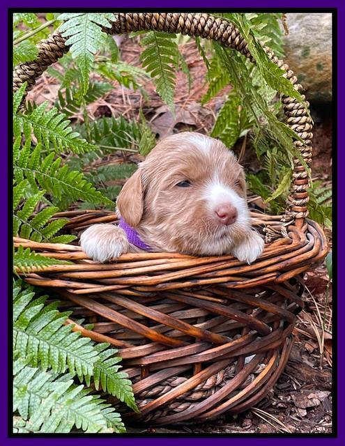 Millie Rebel pups 3 weeks old 151