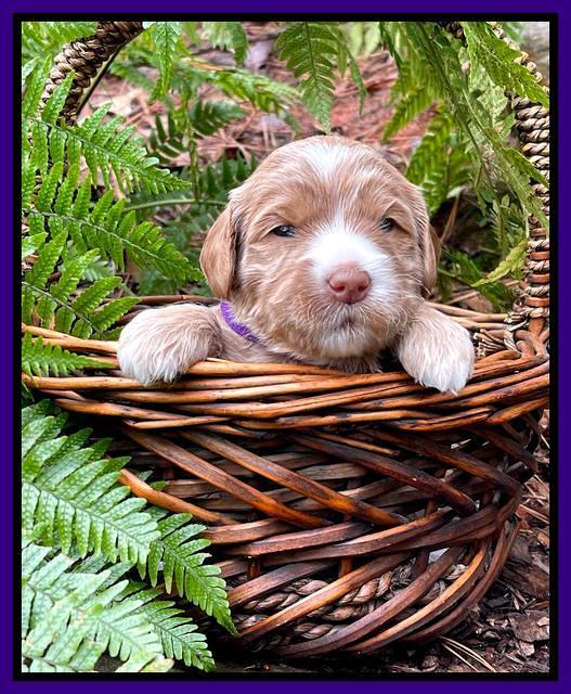 Millie Rebel pups 3 weeks old 161