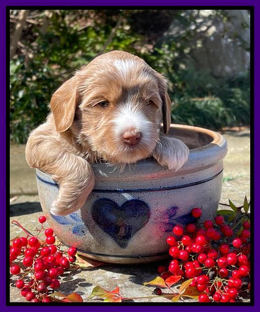 Millie Rebel pups 4 weeks old 121