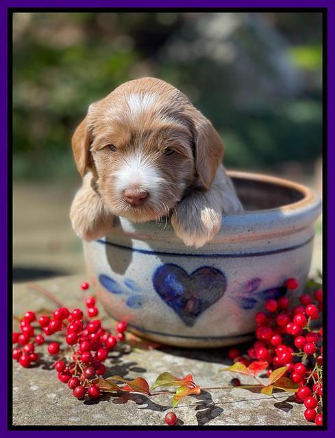 Millie Rebel pups 4 weeks old 151