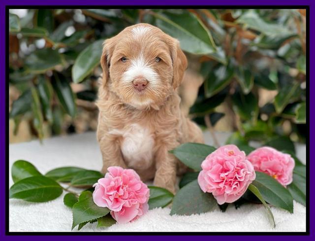 Millie Rebel pups 5 weeks old 111