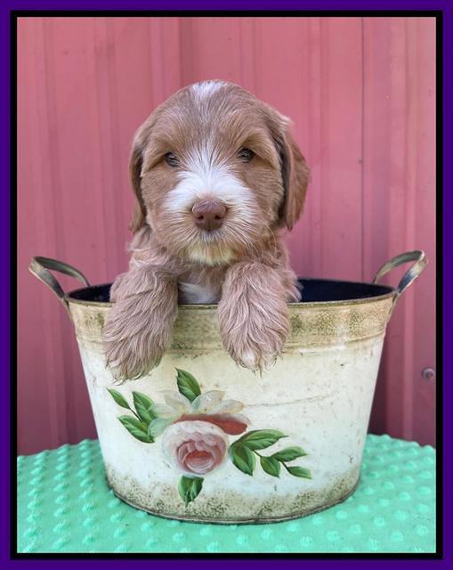 Millie Rebel pups 6 weeks old 161